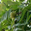 Black Walnut - Juglans nigra