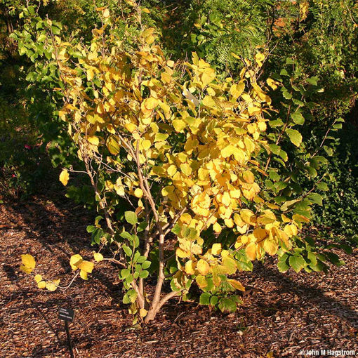 Witchhazel shrub - Hammamelis virginiana