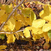 Witchhazel