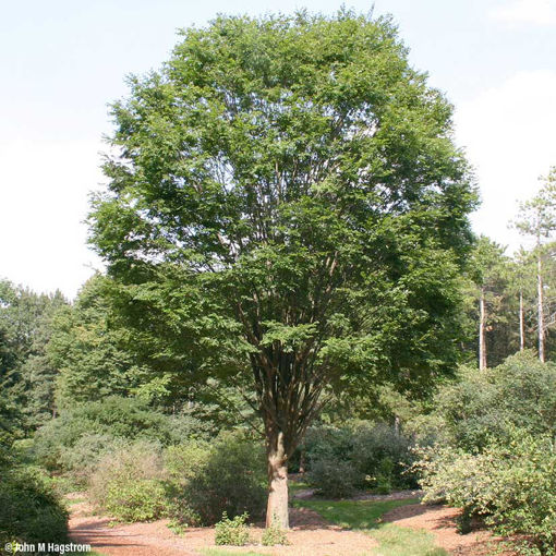 Japanese Zelkova - Zelkova serrata