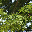 Japanese Zelkova