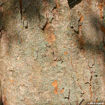 Japanese Zelkova