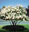 Pee Gee Hydrangea bush - Hydrangea paniculata "Grandiflora"