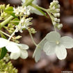 Pee Gee Hydrangea