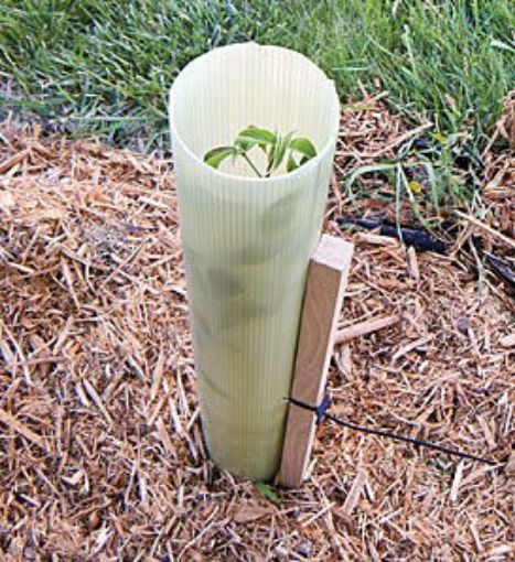 Tubex Tree Shelter 5 Pack - 4 Foot - Deer Tubes