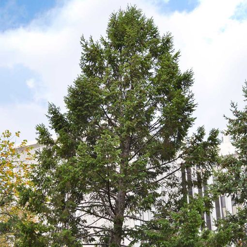 Douglasfir for Windbreaks evergreen