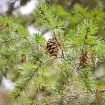 Douglasfir - Pseudotsuga menziesii var. glauca