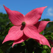 Scarlet Fire® Dogwood