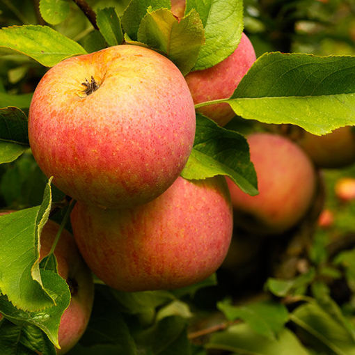 Fuji Apple