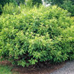 Beautyberry - Callicarpa americana