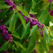 Beautyberry