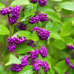 Beautyberry