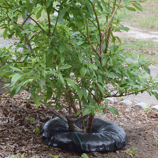 18" Tree Diaper