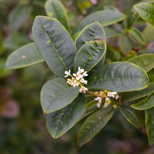 Fragrant Tea Olive