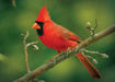 Cardinal