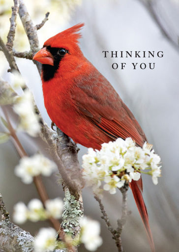 Thinking of You-Cardinal