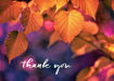 Fall Thank You