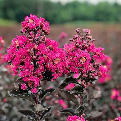 Black Diamond® Mystic Magenta™  Potted Crapemyrtle