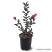 Black Diamond® Mystic Magenta™  Potted Crapemyrtle