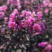 Black Diamond® Purely Purple Crapemyrtle