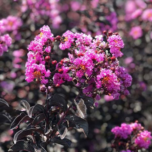 Black Diamond® Purely Purple Crapemyrtle