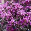 Black Diamond® Purely Purple Crapemyrtle