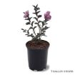 Black Diamond® Purely Purple Crapemyrtle