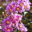 Black Diamond® Lavender Lace Crapemyrtle