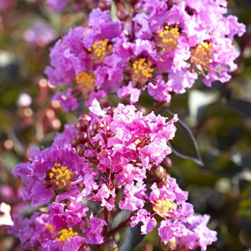 Black Diamond® Lavender Lace Crapemyrtle