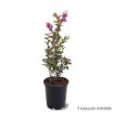 Black Diamond® Lavender Lace Crapemyrtle