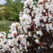 First Editions® Lunar Magic Crapemyrtle