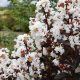 First Editions® Lunar Magic Crapemyrtle