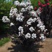 First Editions® Lunar Magic Crapemyrtle