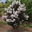 First Editions® Lunar Magic Crapemyrtle