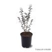 First Editions® Lunar Magic Crapemyrtle