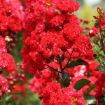 First Editions® Ruffled Red Magic Crapemyrtle