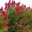 First Editions® Ruffled Red Magic Crapemyrtle