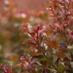 First Editions® Ruffled Red Magic Crapemyrtle