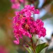 First Editions® Twilight Magic Crapemyrtle