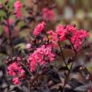 First Editions® Twilight Magic Crapemyrtle