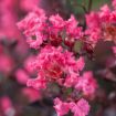 First Editions® Twilight Magic Crapemyrtle