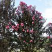 First Editions® Twilight Magic Crapemyrtle