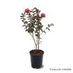 First Editions® Twilight Magic Crapemyrtle