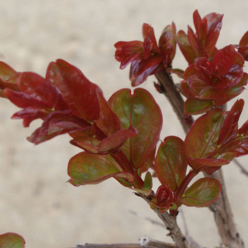 Southern Living™ Miss Frances Crapemyrtle