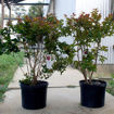 Southern Living™ Miss Frances Crapemyrtle