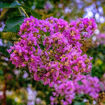 Southern Living™ Miss Sandra Crapemyrtle