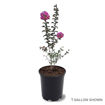 Southern Living™ Miss Sandra Crapemyrtle