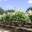 Natchez Crapemyrtle