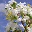 Natchez Crapemyrtle