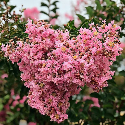 Sioux Crapemyrtle